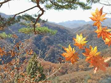 莱芜和天下最新动态深度解析