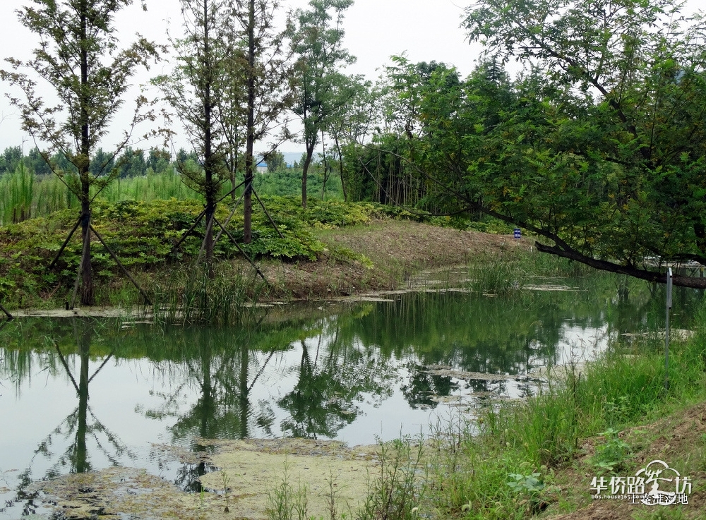 秦淮湿地公园最新动态，生态建设的蓬勃发展势头强劲